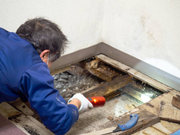Best Black Mold Removal  in Kingstree, SC