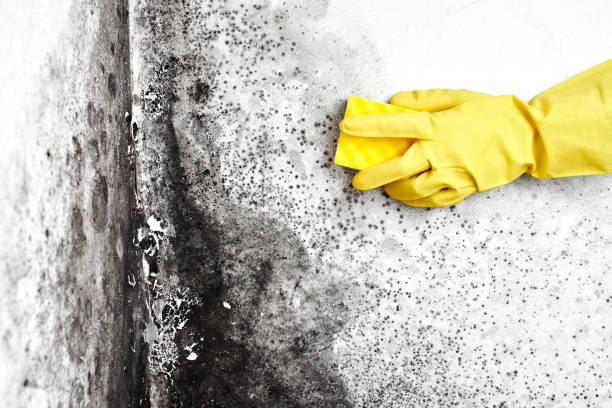Certified Mold Removal in Kingstree, SC