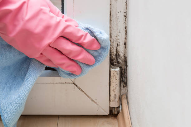Professional Mold Removal in Kingstree, SC