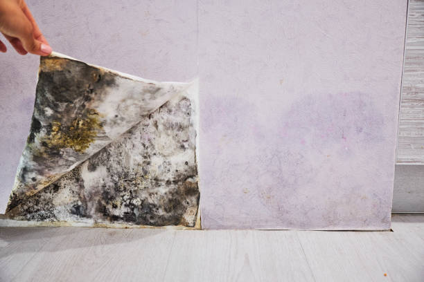 Best Certified Mold Removal  in Kingstree, SC